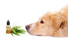 CBD For Dogs: All You Need To Know