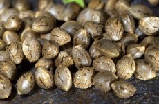 How to spend money on the best seed banks to buy marijuana seeds?