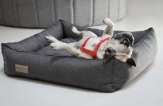Top Quality Best Dog Bed To Buy in 2022