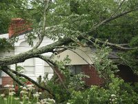 How to Know If Your Elm Tree Needs to Go