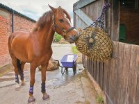 Alternative Feeding Strategies For Horses With Digestive Disorders