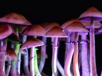 Magic Mushrooms: Guide to Safe Use of Magic Mushrooms